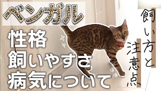 ベンガルの飼い方と性格 注意点！多頭飼いはどう？猫の種類や特徴を知っておこう！