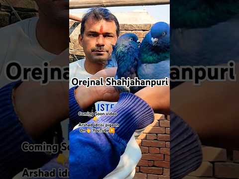 Shahjahanpuri Kabootar!! #youtubeshorts #pigeonvideo #pigeonstatus #shahjhanpurikabootar