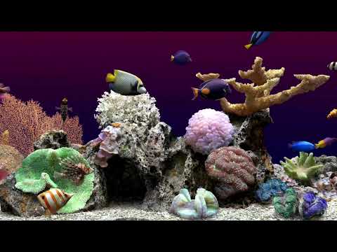 Fish Tank Screensaver Aquarium | Relaxing Water Sleep Sounds and Focus | 7 Hours