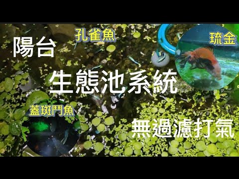 陽台生態缸系統日常維護|水生植物|孔雀魚|金魚|蓋斑鬥魚|guppy|植物男子