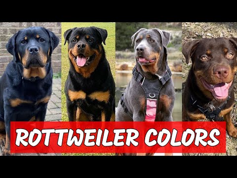 Rottweiler Colors And Patterns / 5 Radiant Rottweiler Colors And Their Pattern