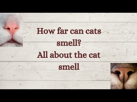 How far can cats smell? All about cat smell sense | Pheromone | Scent glands