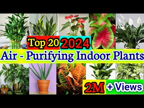 Top 20 Indoor Air-Purifying Plants | Air Purifying Indoor Plants to bring greenary into Home