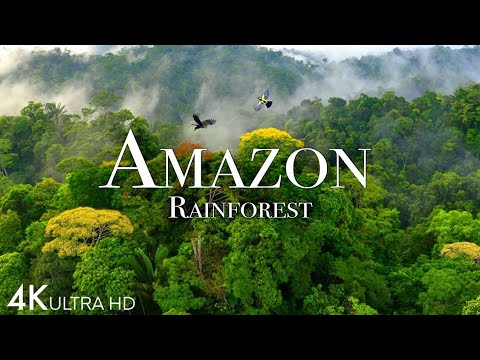 Rainforest of Amazon 4K - Animals That  Jungle Home | Amazon Rainforest |Rainforest Reels film