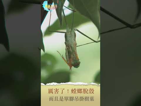 ｜厲害了！螳螂脫殼。單腳吊掛｜#美麗心台灣＃螳螂 ＃生態