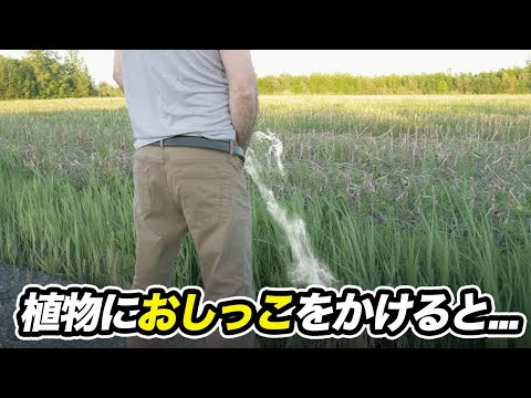 植物におしっこはかけちゃダメ！枯れてしまう3つの理由