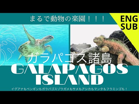 ガラパゴス諸島旅行！行き方とオススメスポット！！【Eng Sub】How to get to the Galapagos island