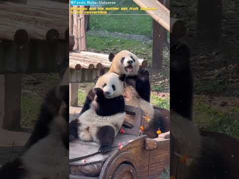 小五和妈妈一起在敞篷车上吃果果 Xiaowu and his mother eat fruit together in the convertible #panda #giantpanda