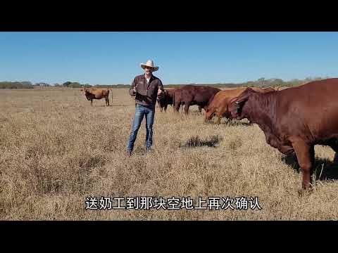 十大悖論：空地上的奶牛｜國語｜普通話👍