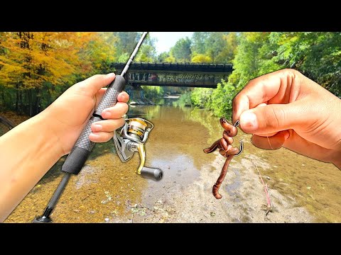 Fall Creek Fishing w/ Live WORMS for Anything That Bites!