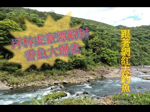 [全新企劃]跟著網紅去釣魚EP.1 坪林虎寮潭上游 打香魚 Feat.荒瀨輝