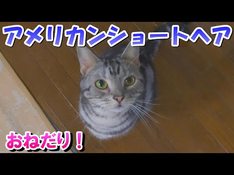 ３歳７ヵ月の猫さんおねだり（アメリカンショートヘア）