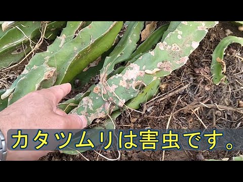 カタツムリはドラゴンフルーツの敵。鶏に退治してもらう。