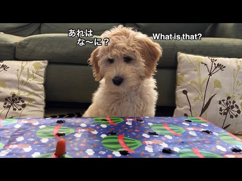 【Whack ‘em All】My puppy takes part in the puppy pup up carrot challenge | 子犬にんじんチャレンジ