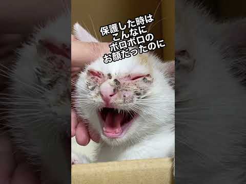 【ビフォーアフター】野良猫を保護したら…