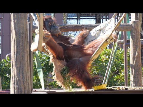 Toys and Lily Ichikawa 　City Zoo Orangutan 202412