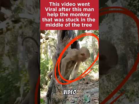 #shorts #short #monkey #animals #trending #youtubeshorts #funny #foryou #animalovers #viral