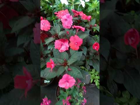 Balsam plant #gardendreams #rose#youtubeshorts #melastoma #christianoronaldo#gardenplants #