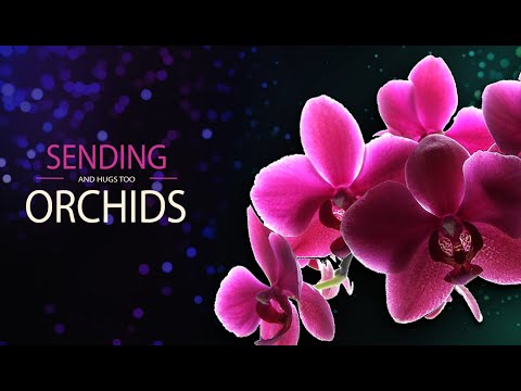 ✅Orchids for you/Орхидеи для тебя!✅