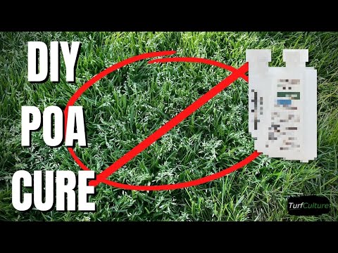 KILL POA on a Budget - The Lowdown on the Best Method.