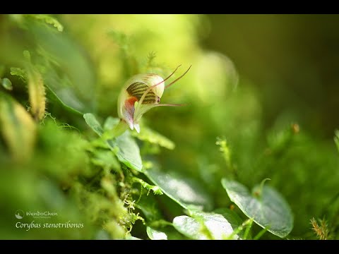 Corybas stenotribonos