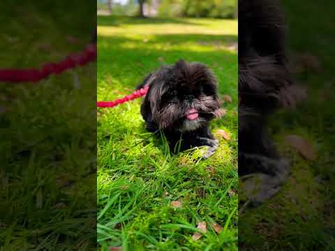 Chillin’ at the park#cutepets