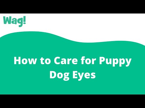 How to Care for Puppy Dog Eyes | Wag!