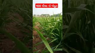 #nature#kisanuniyan#farming#love#kisanunion#villagelife#kisana#trending#kisan#kisanaandoln