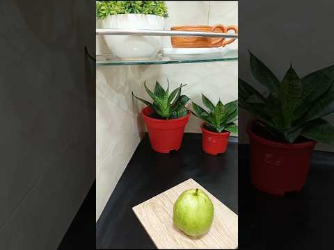 How To Cut Fruits Easy Way! #guava #shorts #shortvideo #shortsfeed #shortsviral #short