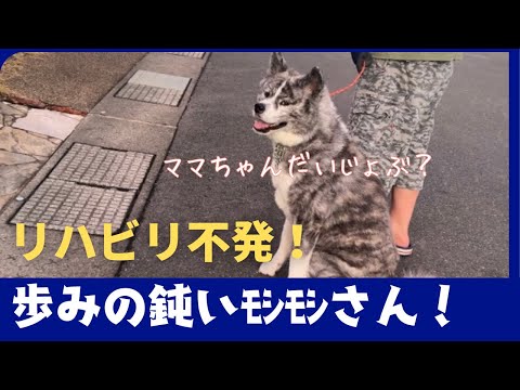 【Akita dog】リハビリ兼ねて散歩に出たもののダメだった件