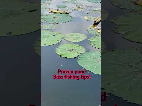 Our Best PROVEN Pond Bass Fishing Tips!! #shorts #fishing