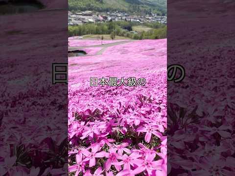 【北海道】札幌から片道４時間芝桜&チューリップを巡るバスツアー #shorts #hokkaidotravel #芝桜 #チューリップ #芝ざくら滝上公園 #かみゆうべつチューリップ公園