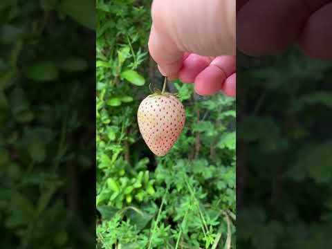 White Strawberry - Milky Berry from Japan