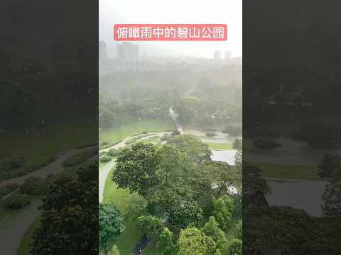 俯瞰雨中的碧山公园Bishan Park in the Rain