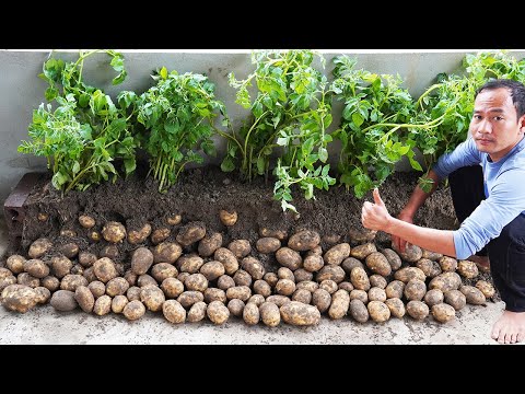 Amazing Potato Growth: Bigger Tubers, Four Times More Yield!