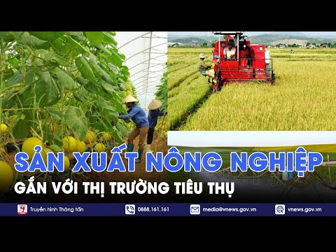 Sản xuất Nông nghiệp gắn với thị trường tiêu thụ - VNews