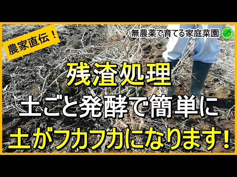 【残渣で土作り】捨てるのはもったいない！残渣の有効活用法【有機農家直伝！無農薬で育てる家庭菜園】　24/12/3