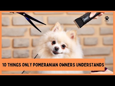 10 Things Only Pomeranian Dog Owners Understands (#5 Will Wow You!)