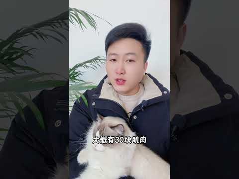 为啥所有的猫咪都知道，自己叫咪咪呢？ 养猫经验分享 科学养宠攻略 养猫人 新手养猫 猫咪