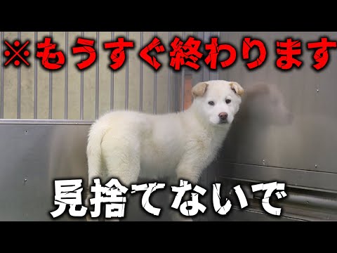 【最後のお願い】全国の犬の殺処分0に向けて