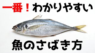 【初心者向け】鯵（アジ）のさばき方 三枚おろし【誰でも簡単わかりやすい】