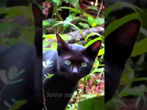 black cat | cat funny videos malayalam #shorts #short #shortvideo #shortsfeed #blackcat #catcomedy