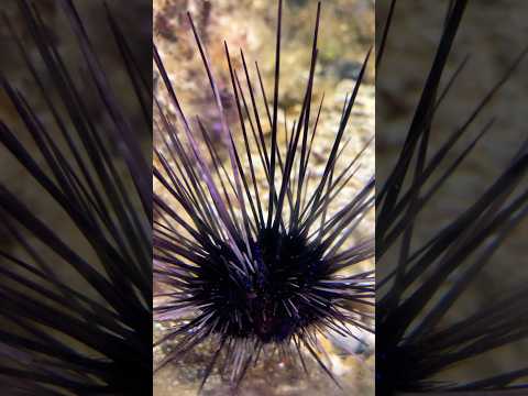 Singing sea urchins #shorts #subscribe #share #viral #shortsyoutube #sea #urchin