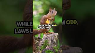 It is illegal to worry a squirrel in La Crosse Wisconsin #lawyer #learnaboutlaw #legalblog