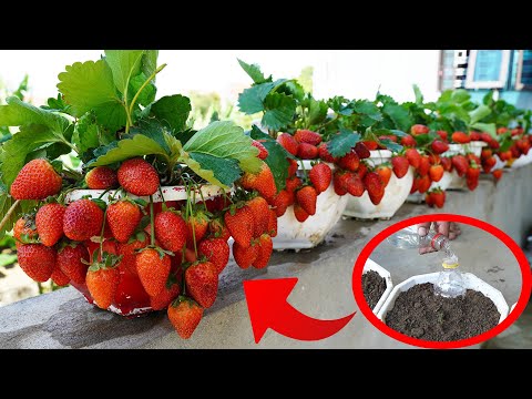 The Secret To Growing Perfect Strawberries In Juicy And Fruitful Pots