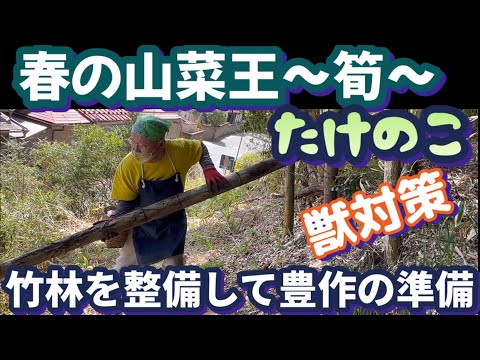 【楽しい田舎暮らし】タケノコが生えてくる前に竹林をキレイにする