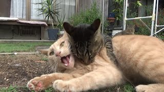 優しい猫をキレさせようとする猫