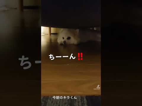 今朝のキラくん🐺　昨日から引きこもり中　#shorts #保護犬#不安分離症#引きこもり中#オトン#大好き#