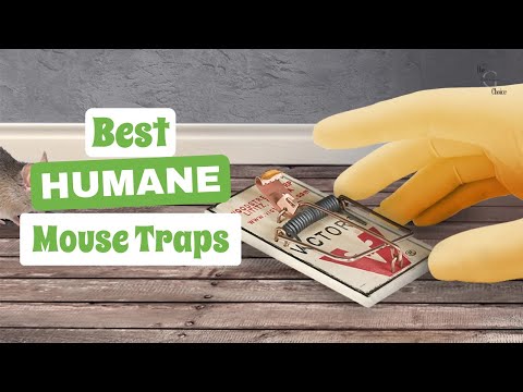 Best Humane Mouse Traps: Safe and Effective Solutions for Your Home | The Guardians Choice