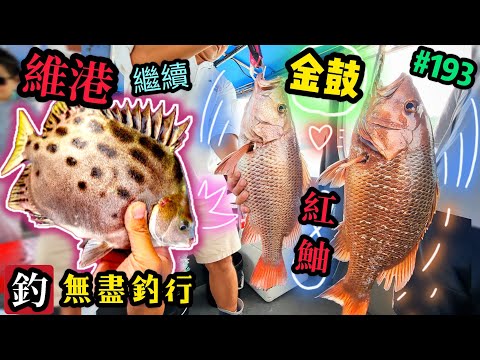 杜小銘的無盡釣行#193_#釣魚 #香港釣魚 #釣り #船釣 #艇釣 #港水 #外海 #搖籠 #維港 #細鱗 #金鼓 #爆釣 #紅鮋 #牛屎 #黑沙 #青物 #石仔排 #fishing  #雞魚